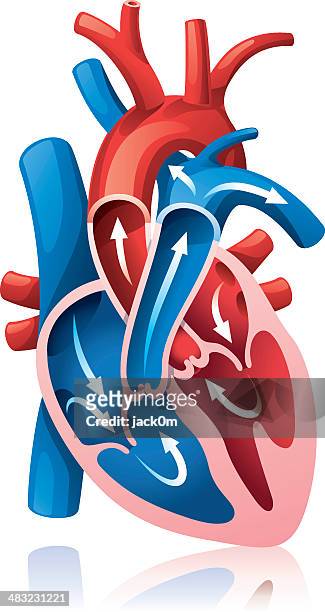 stockillustraties, clipart, cartoons en iconen met heart section - bloedcirculatie