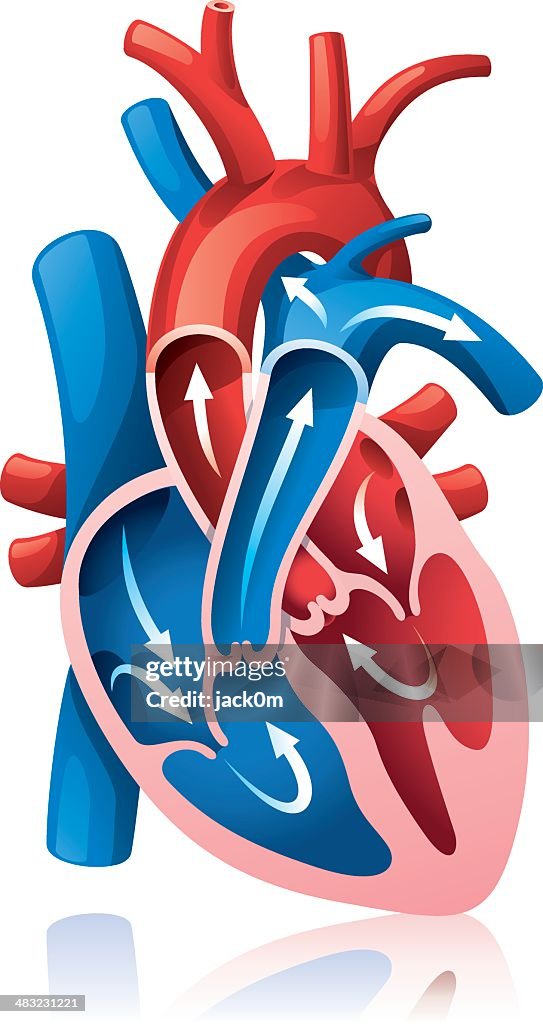 Heart section