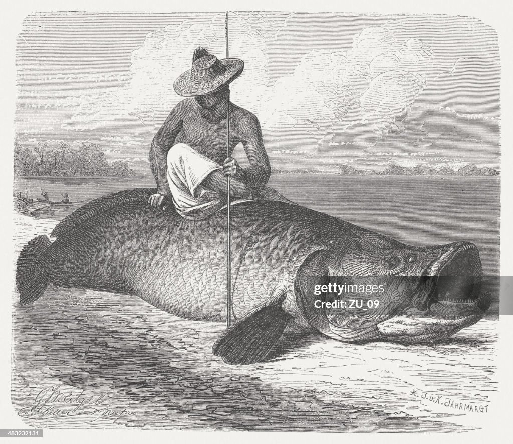 Arapaima (Arapaima gigas), wood engraving, published in 1884