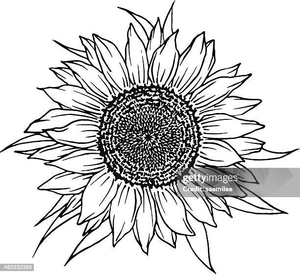 stockillustraties, clipart, cartoons en iconen met sunflower - zonnebloemen