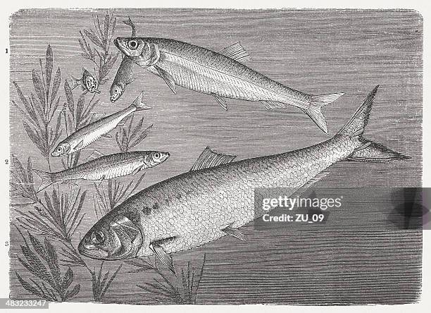 shad, sprat and herring, wood engraving, published in 1884 - sprat fish stock illustrations