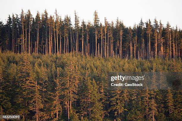 1137 Example 1,137 Deforestation Canada Stock Photos, High-Res Pictures, and Images ...