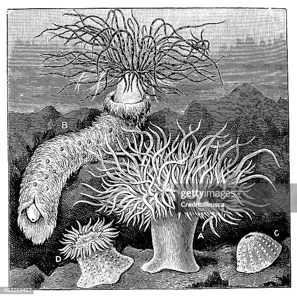 antique illustration of snakelocks anemone, cerianthus membranaceus and aulactinia verrucosa - anemonia viridis stock illustrations