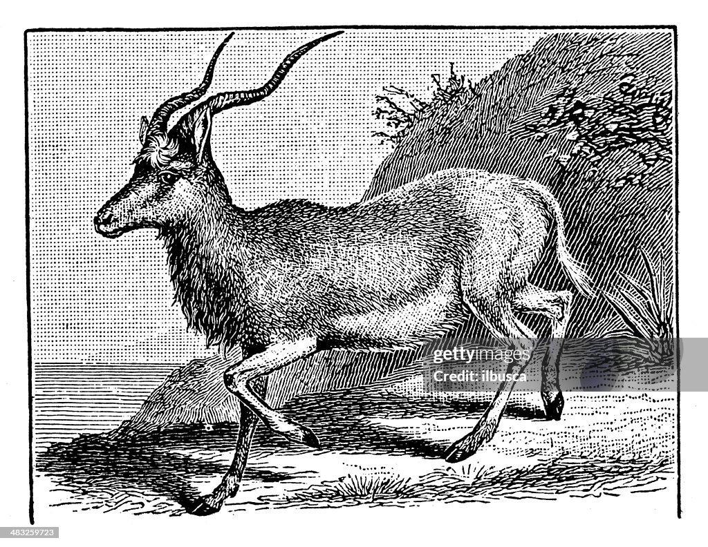 Antique illustration of addax (Addax nasomaculatus), white antelope, screwhorn antelope
