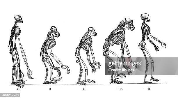アンティーク医療科学イラストレーション: anthropoid ハルマゲドンの猿の入浴、男性 - 動物の骸骨点のイラスト素材／クリップアート素材／マンガ素材／アイコン素材