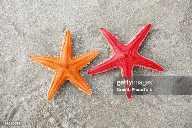 estrella de mar, xxxl - estrella de mar fotografías e imágenes de stock