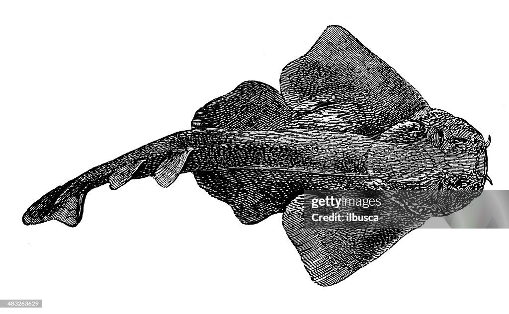 Antique illustration of Australian angelshark (Squatina australis)