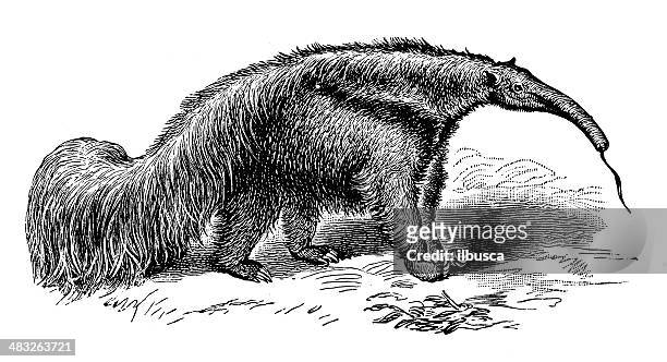 antikes illustration von großer ameisenbär (myrmecophaga tridactyla) - giant anteater stock-grafiken, -clipart, -cartoons und -symbole