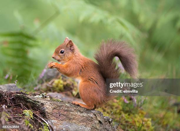 red squirrel eating in woodland - squirrel stock pictures, royalty-free photos & images