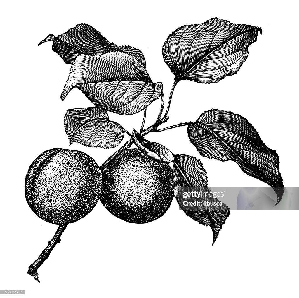 Antikes illustration von apricot tree