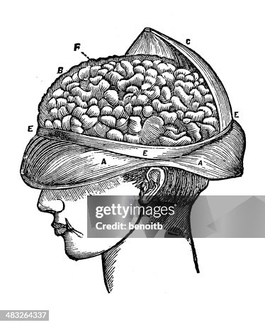 Human Brain Human Brain