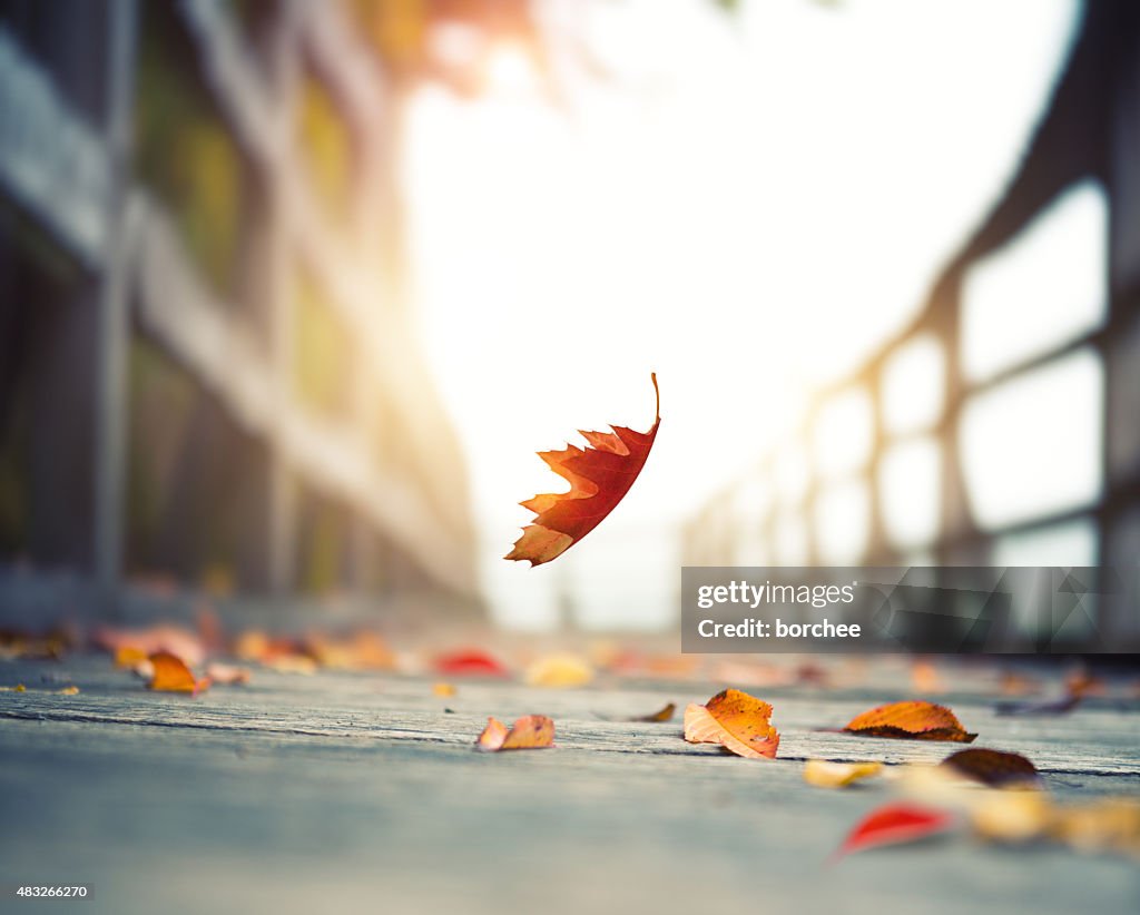 Folhas de outono caindo