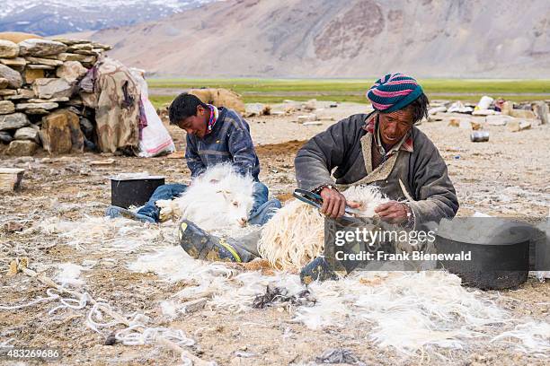 Two nomad shepherds are combing the valuable fine Pashmina wool from Pashmina Goats at Tso Moriri in Changtang area.