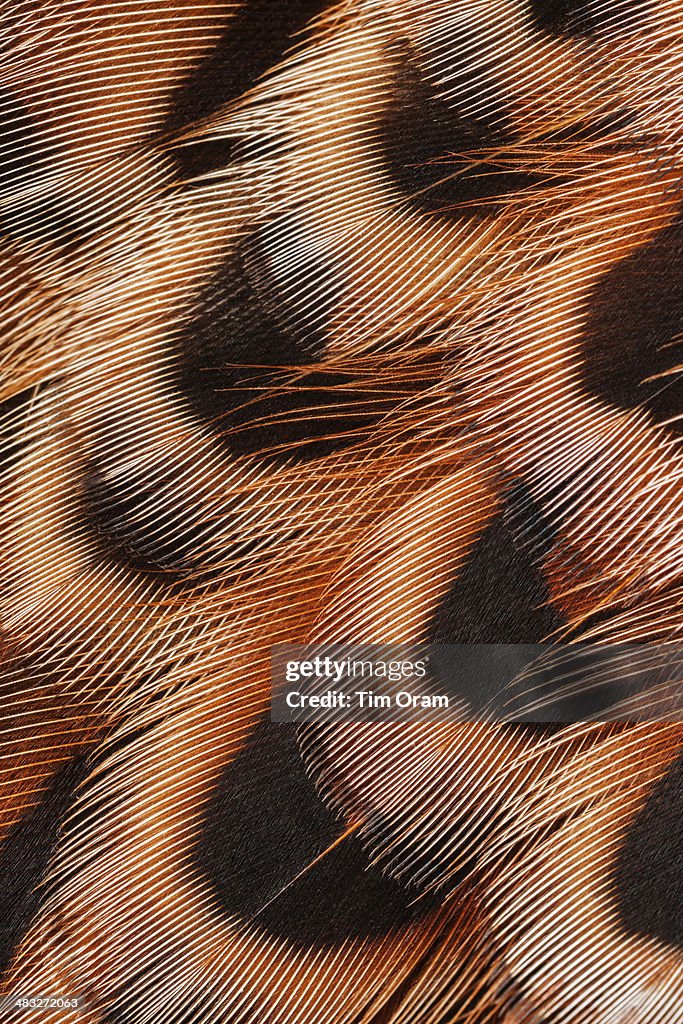 Close up of hen pheasant feathers