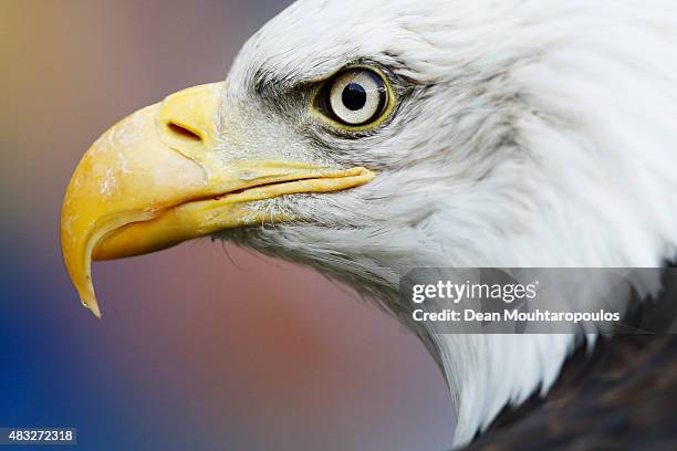 De Hertog or The Duke, the eagle mascot of Vitesse Arnhem is pictured prior to the UEFA Europa League third qualifying Round 2nd Leg match between...