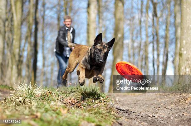 fun with my furry friend! - german shepherd stock pictures, royalty-free photos & images