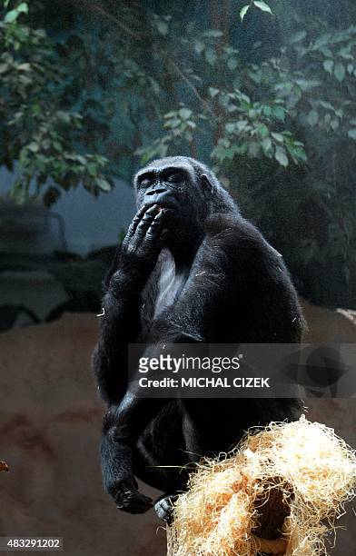 Kijivu, a western lowland gorilla, cools off as water is sprayed into its enclosure at the zoo in Prague on August 7, 2015 while a heatwave hits...