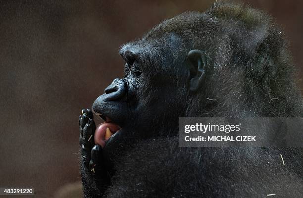 Kijivu, a western lowland gorilla, cools off as water is sprayed into its enclosure at the zoo in Prague on August 7, 2015 while a heatwave hits...