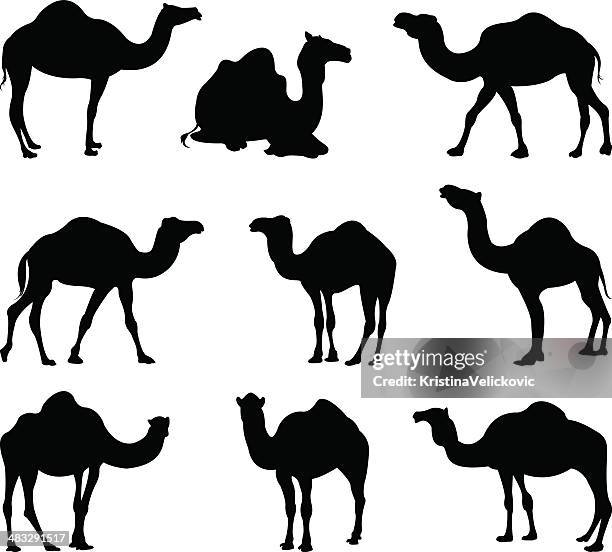 kamele silhouette - großwild stock-grafiken, -clipart, -cartoons und -symbole