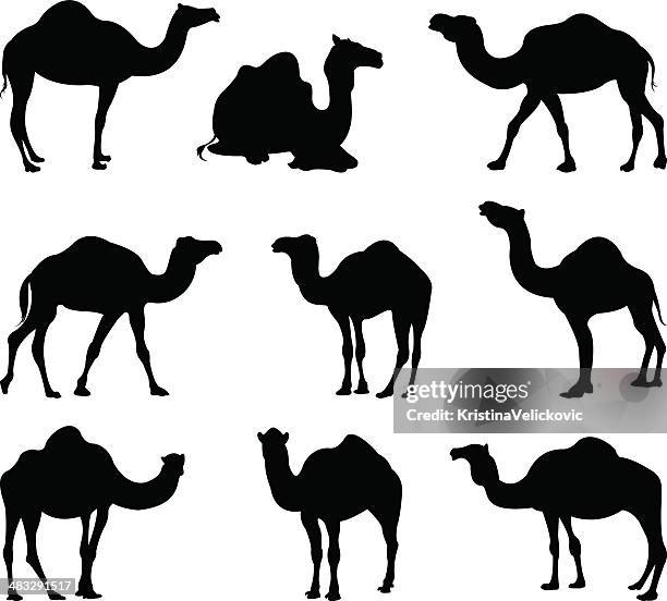 kamele silhouette - kamel stock-grafiken, -clipart, -cartoons und -symbole