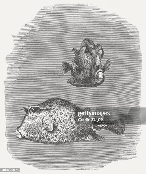 scrawled cowfish (acanthostracion quadricornis), wood engraving, published in 1884 - longhorn cowfish stock illustrations