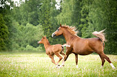 arabian foal with mare