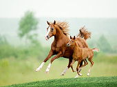 Running horse in meadow. Summer day