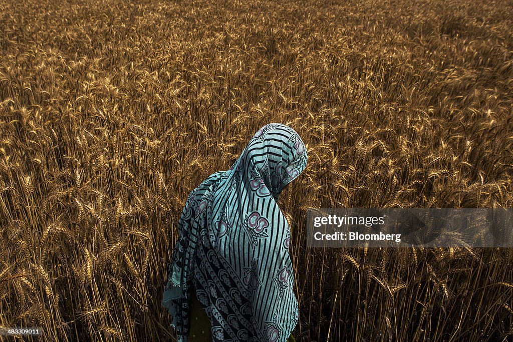 Wheat Harvest As Agriculture Prices Threaten Central Bank's Inflation Forcasts