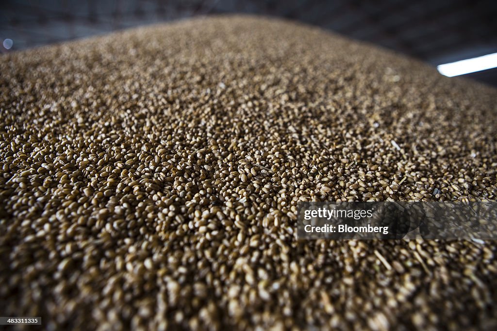 Wheat Harvest As Agriculture Prices Threaten Central Bank's Inflation Forcasts