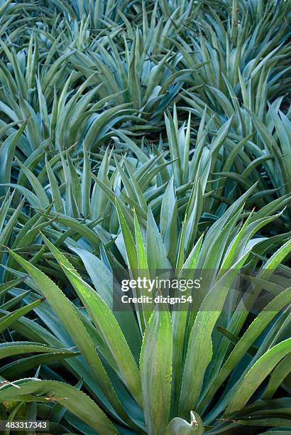 blue-green agave - lechuguilla cactus stock pictures, royalty-free photos & images