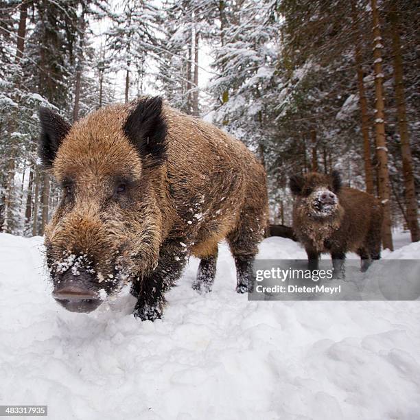 wild boar in a row at wintertime - boar tusk stock pictures, royalty-free photos & images