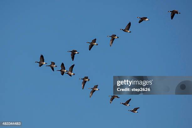 cackling geese - branta hutchinsii - gås bildbanksfoton och bilder