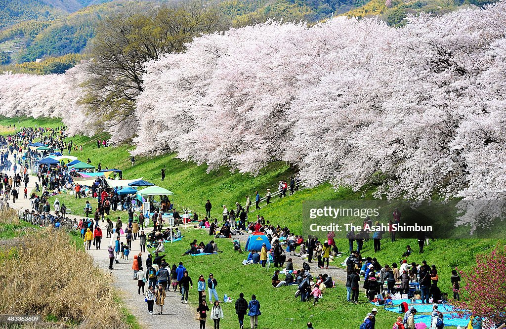 People Enjoy Cherry Blossoms In Japan