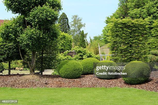 gardendesign with buxus - buxus stockfoto's en -beelden