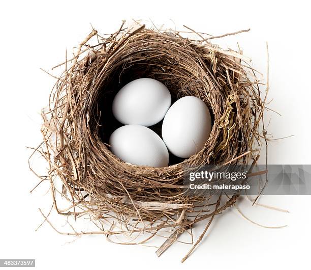 white eggs in the nest - birds nest stock pictures, royalty-free photos & images