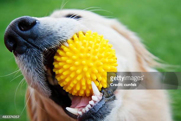 adorable chien - dog and ball photos et images de collection