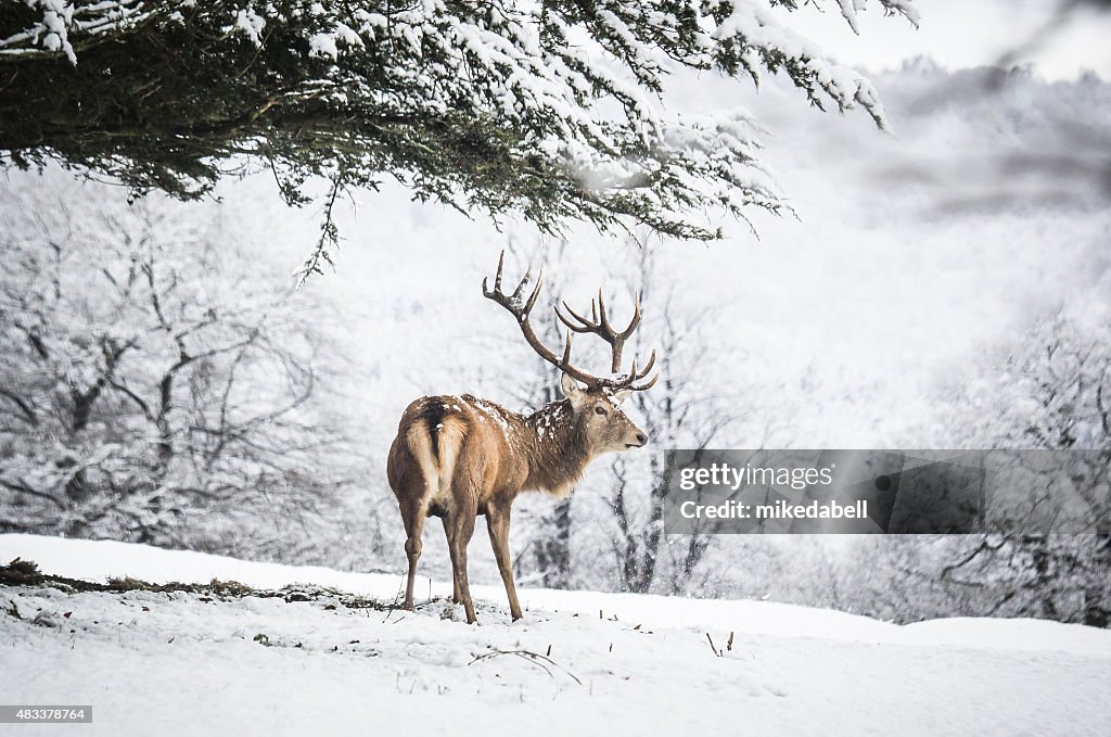 Red Deer Stag