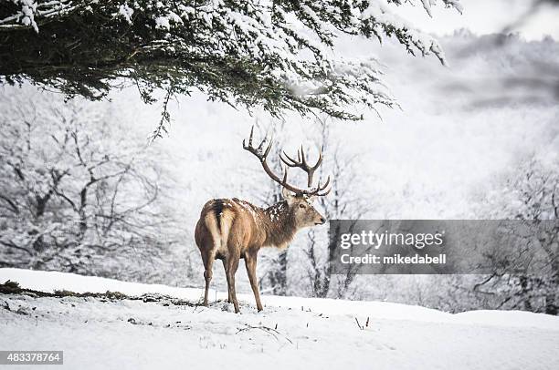 red deer stag - chatsworth stock pictures, royalty-free photos & images