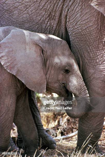 View of mother and baby elephant. Kenya 10/1/1987 - CREDIT: Neil Leifer