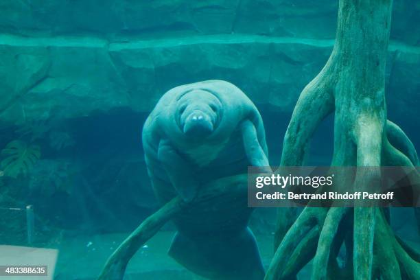 General view of a manatee in the Guyana biozone at the Zoological Park of Paris on April 8, 2014 in Paris, France. After 6 years of closing time and...