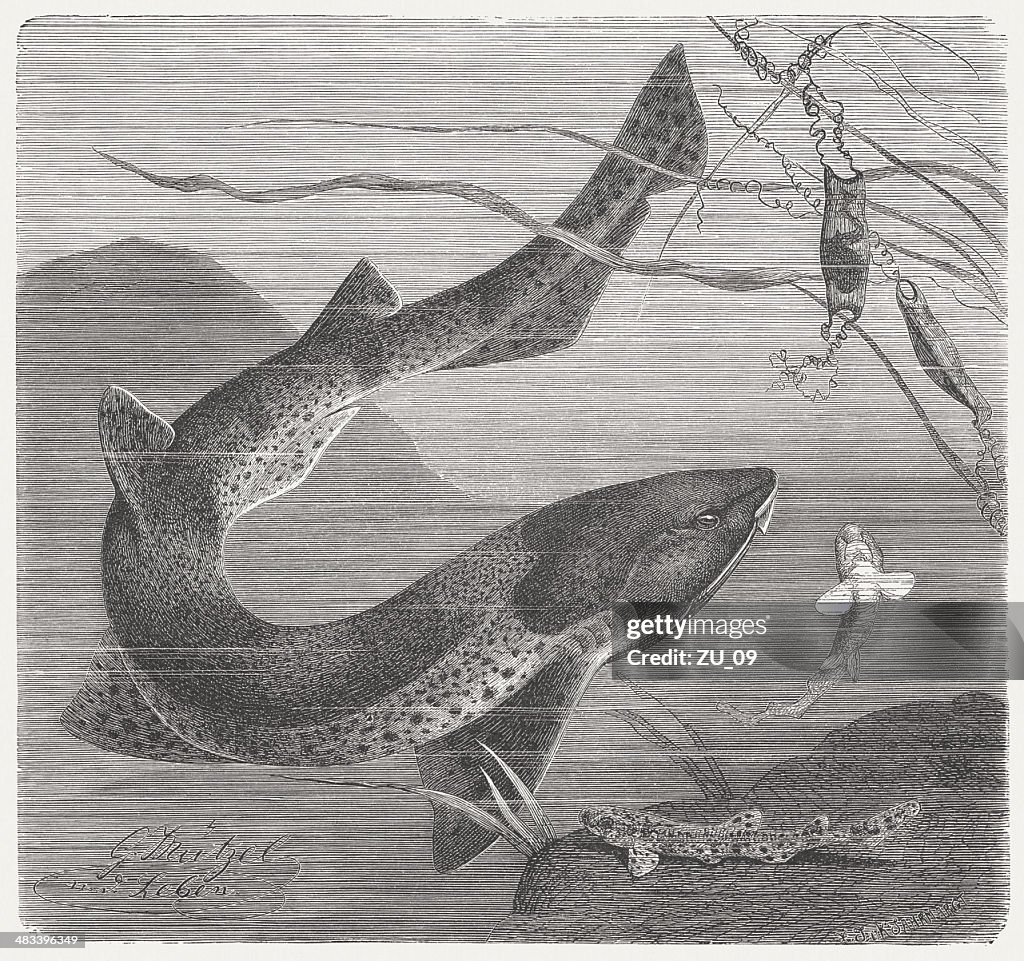 Nursehound (Scyliorhinus stellaris), wood engraving, published in 1884