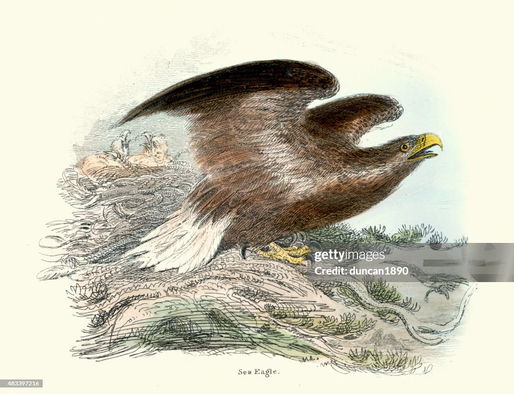 Sea eagle