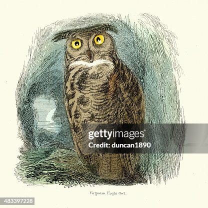 Virginian Eagle Owl Virginian Eagle Owl