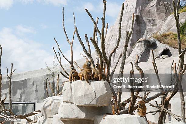 General view of Guinea baboons in the Sahel-Sudan biozone at the Zoological Park of Paris on April 8, 2014 in Paris, France. After 6 years of closing...