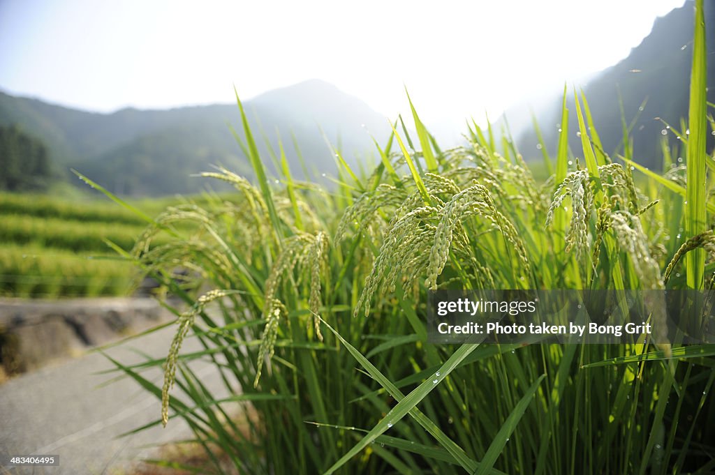 Paddy rice