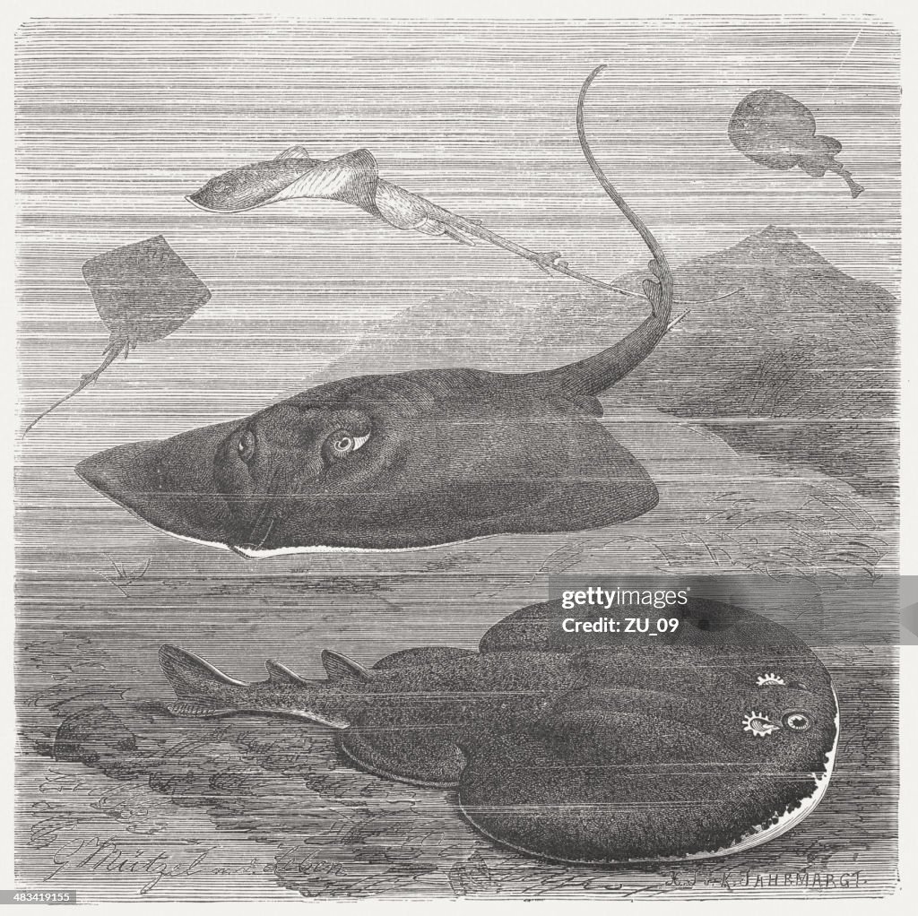 Skate and Marbled electric ray, wood engraving, published in 1884