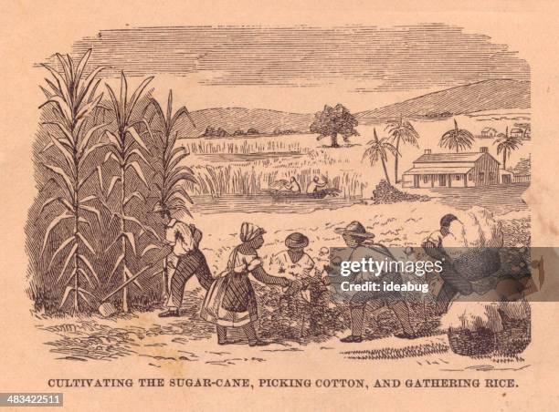 old, black and white illustration of slavery, from 1800's - sugar cane field stock illustrations