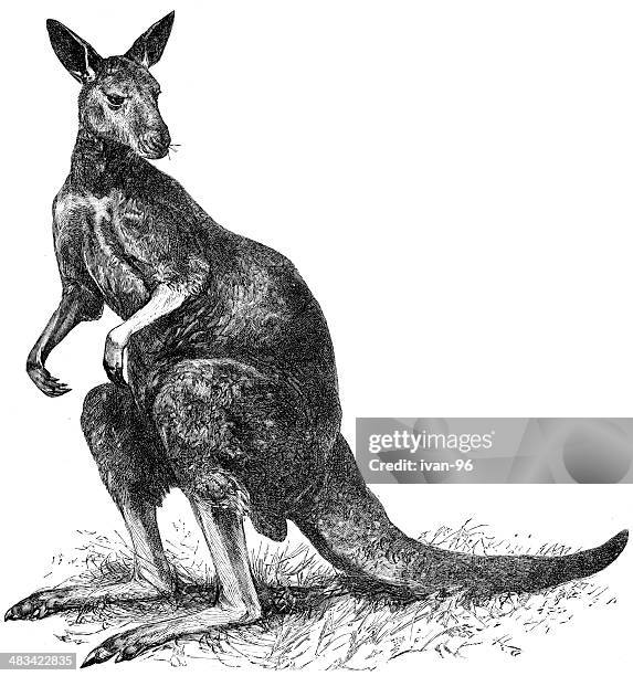 kangaroo - animal leg stock illustrations