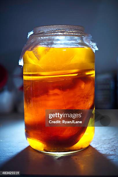 homemade kombucha tea - kombucha stockfoto's en -beelden