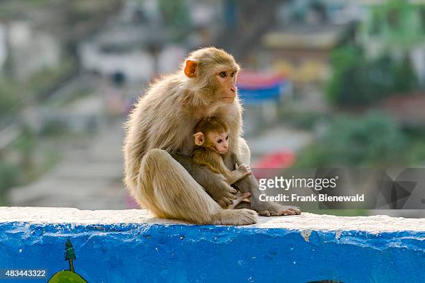 Female rhesus monkey with a baby is sitting on a wall high above the holy river Ganges.